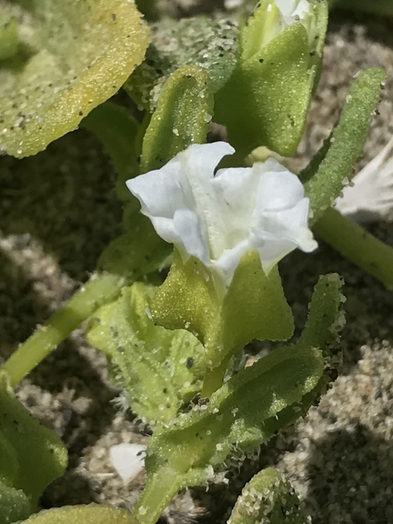 Nolana parviflora photo 8