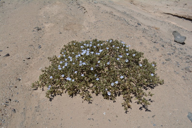 Nolana patachensis