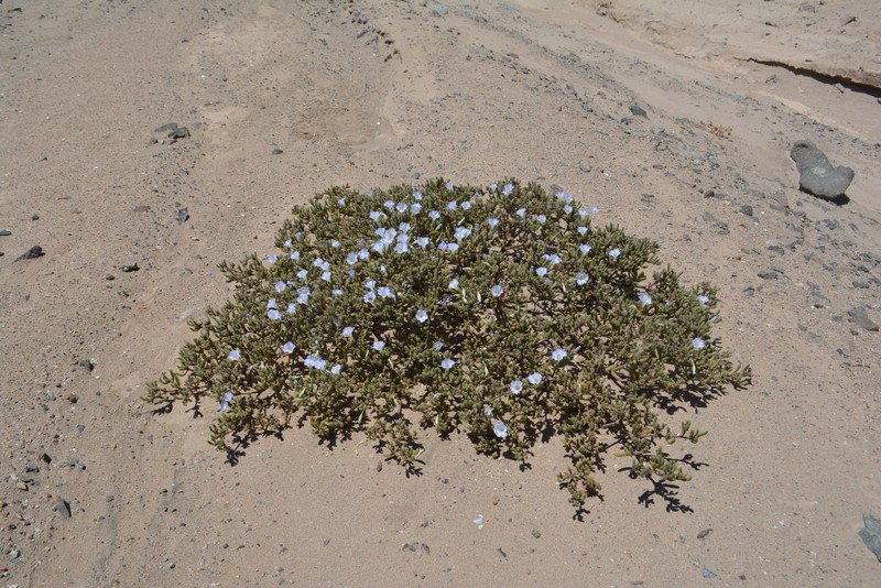 Nolana patachensis photo 2