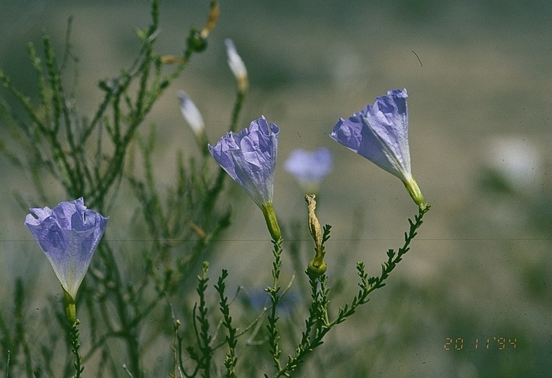 Nolana rostrata