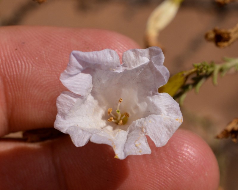 Nolana rostrata photo 2