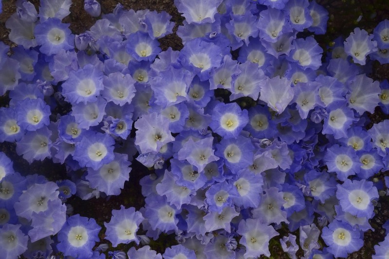 Nolana rostrata photo 5