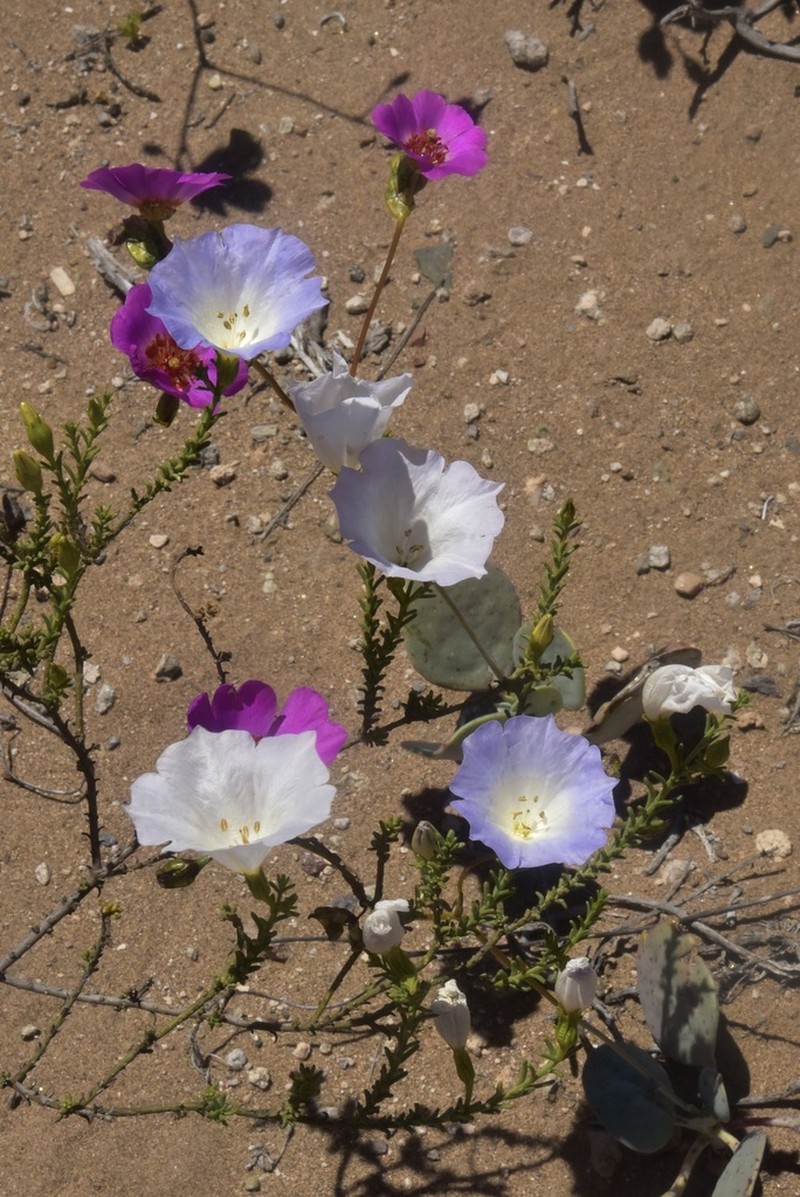 Nolana rostrata photo 6