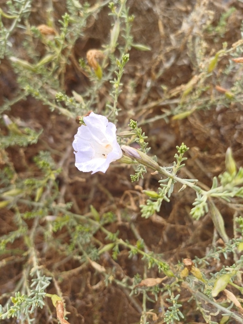 Nolana rostrata photo 7