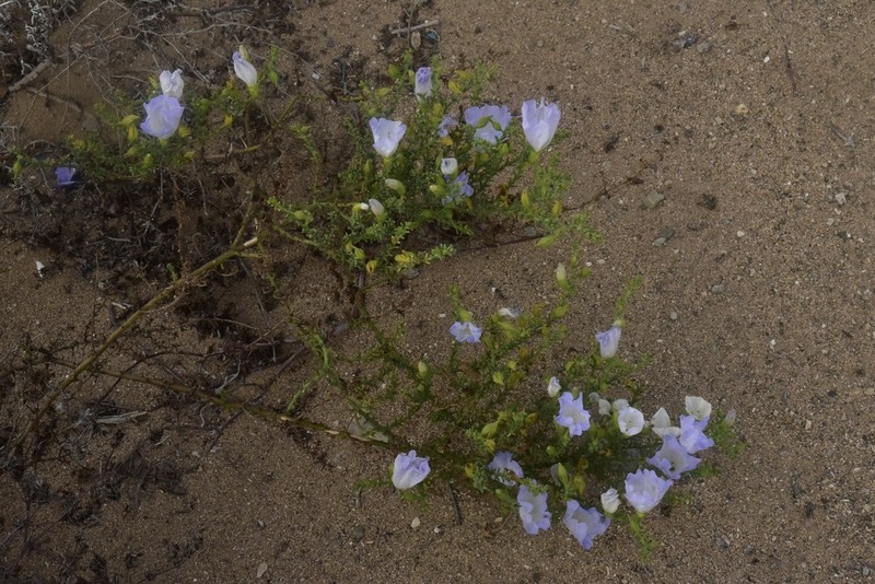 Nolana rostrata photo 8