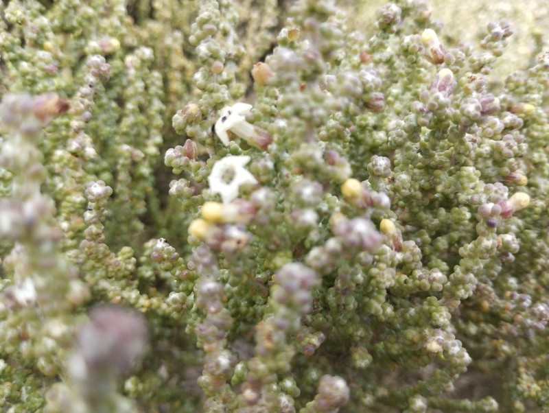 Nolana sedifolia