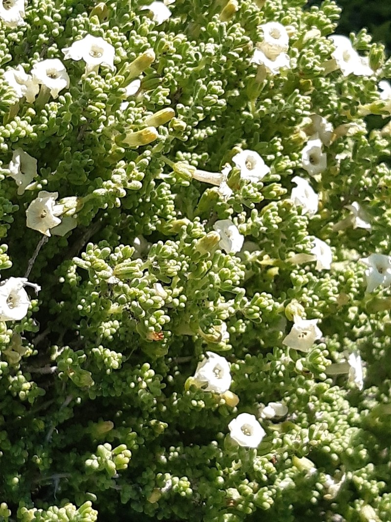 Nolana sedifolia photo 2
