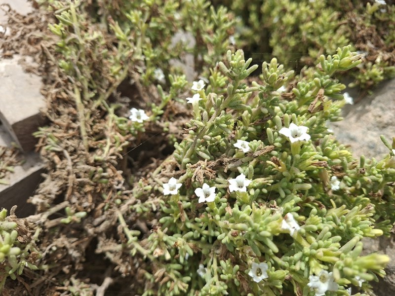 Nolana sedifolia photo 3