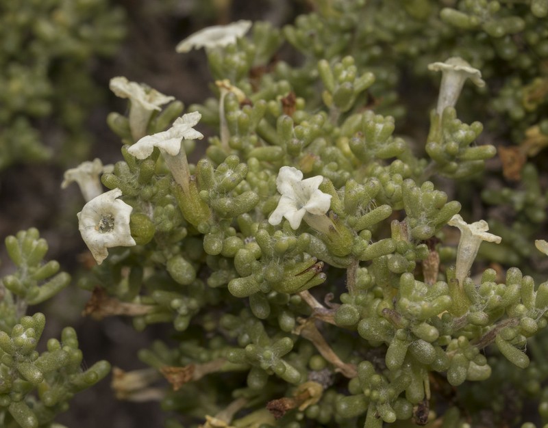 Nolana sedifolia photo 4
