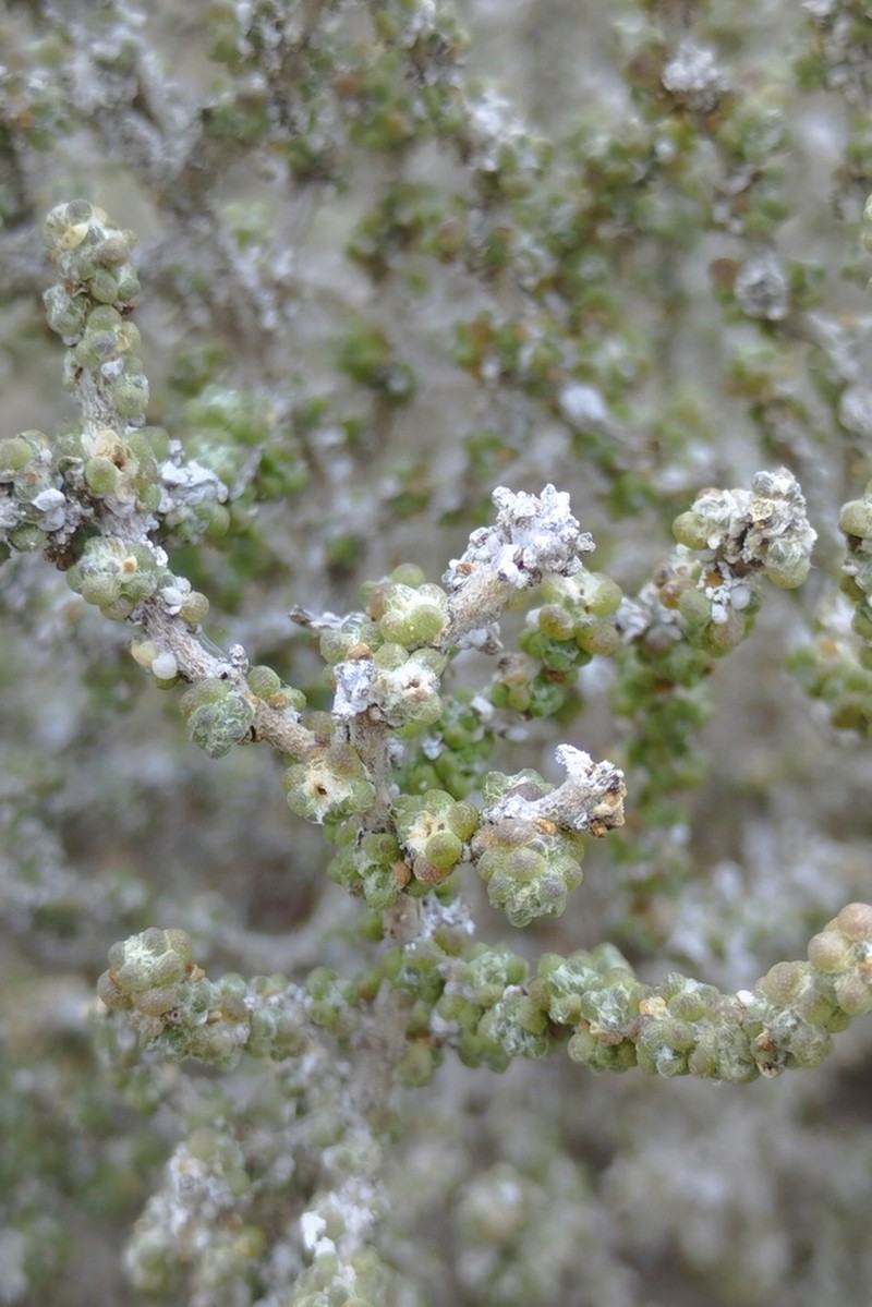 Nolana sedifolia photo 5