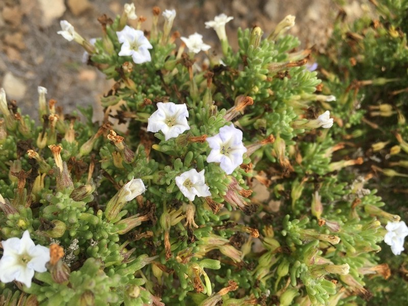 Nolana sedifolia photo 6