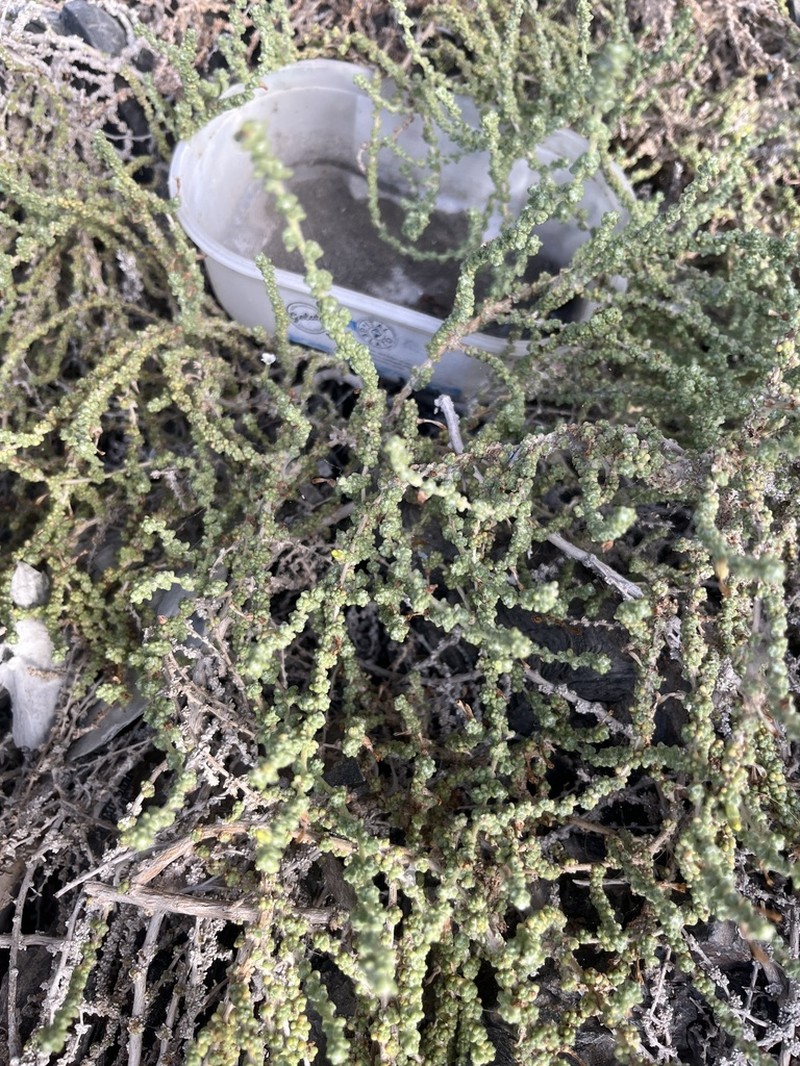 Nolana sedifolia photo 7