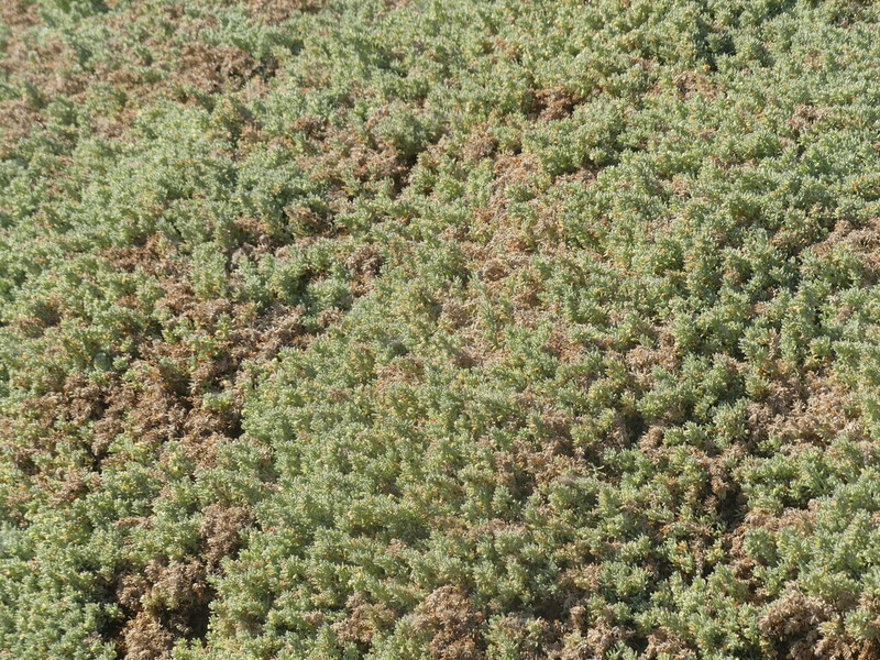 Nolana sedifolia photo 8