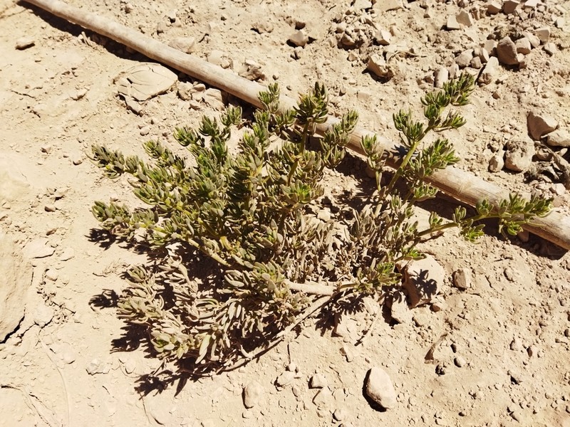 Nolana sessiliflora