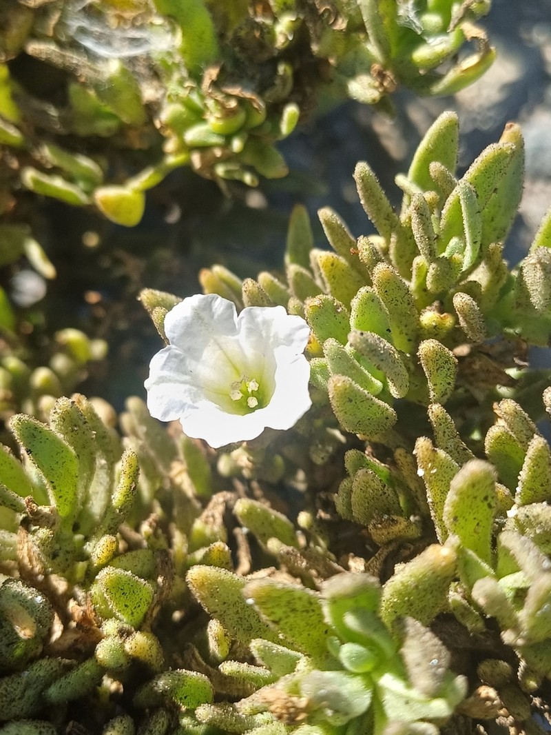 Nolana sessiliflora photo 2