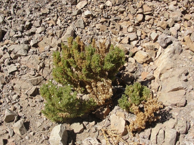 Nolana sessiliflora photo 3