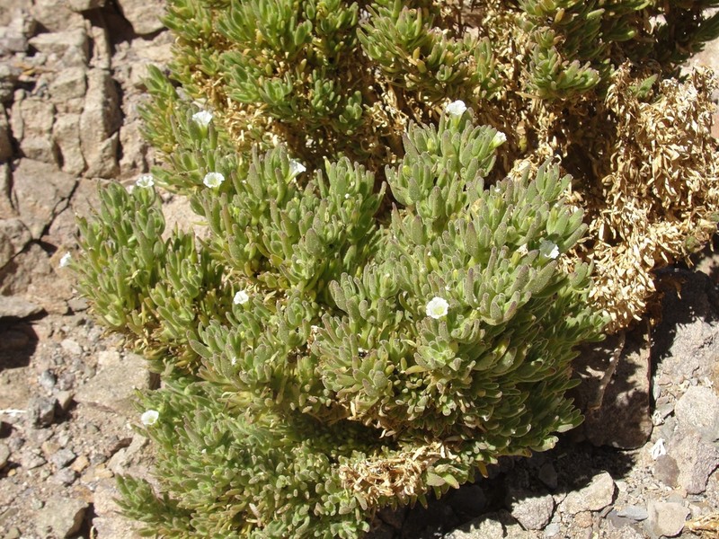 Nolana sessiliflora photo 4