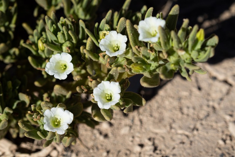 Nolana sessiliflora photo 5
