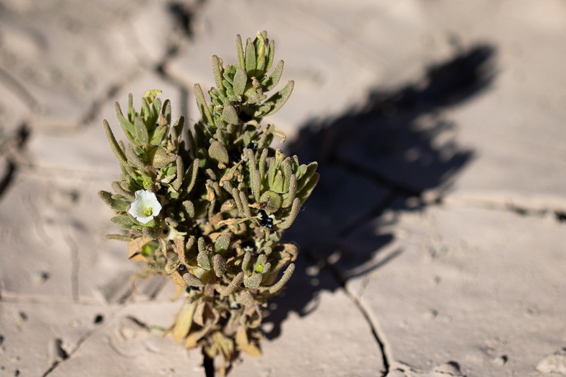 Nolana sessiliflora photo 6