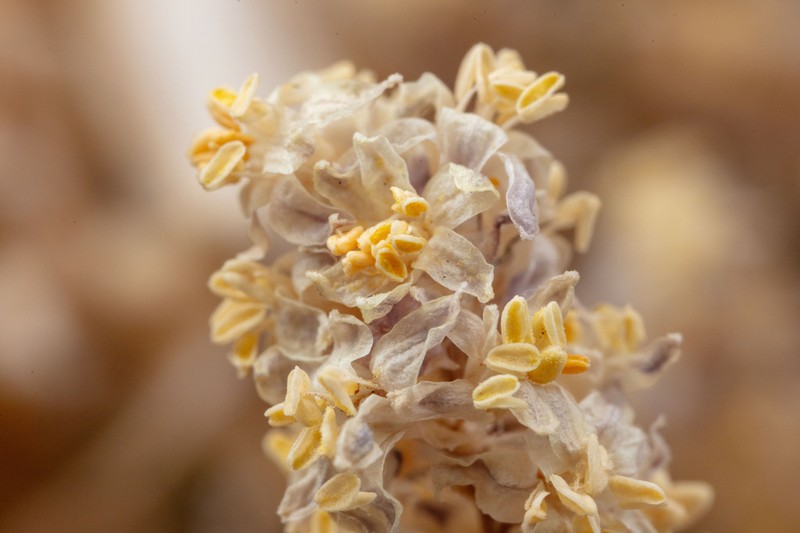 Trans-Pecos Beargrass