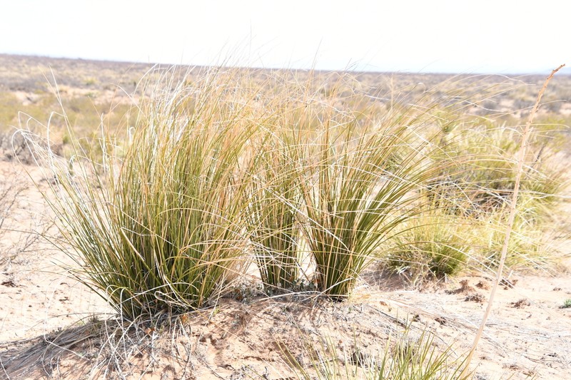 Trans-Pecos Beargrass photo 2