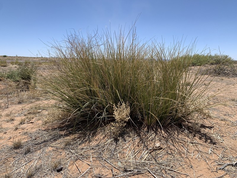 Trans-Pecos Beargrass photo 3