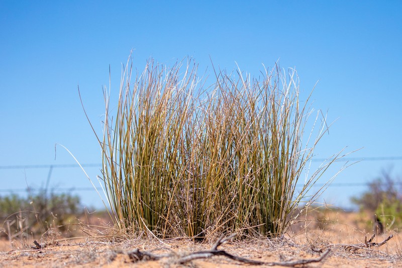 Trans-Pecos Beargrass photo 4