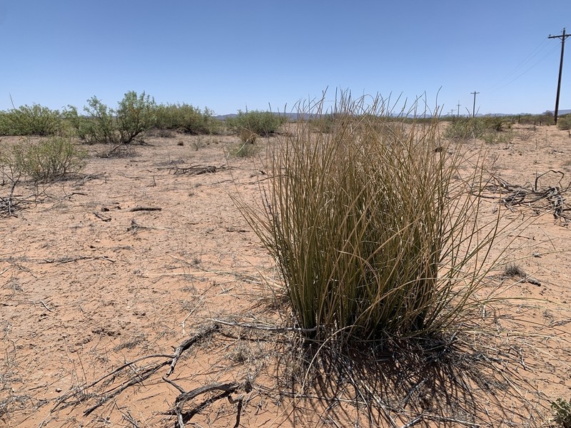 Trans-Pecos Beargrass photo 5
