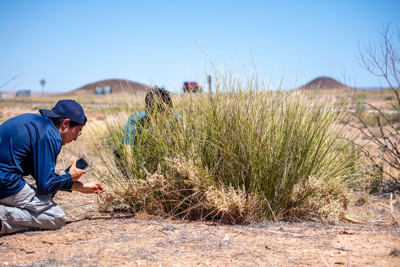 Trans-Pecos Beargrass photo 6