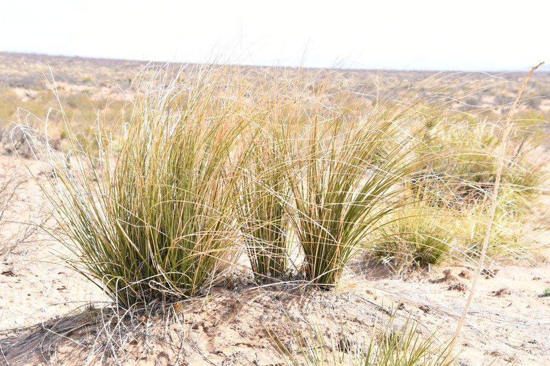 Trans-Pecos Beargrass photo 7