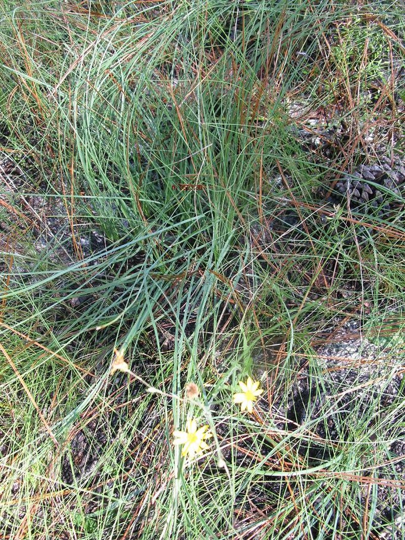 Florida Beargrass
