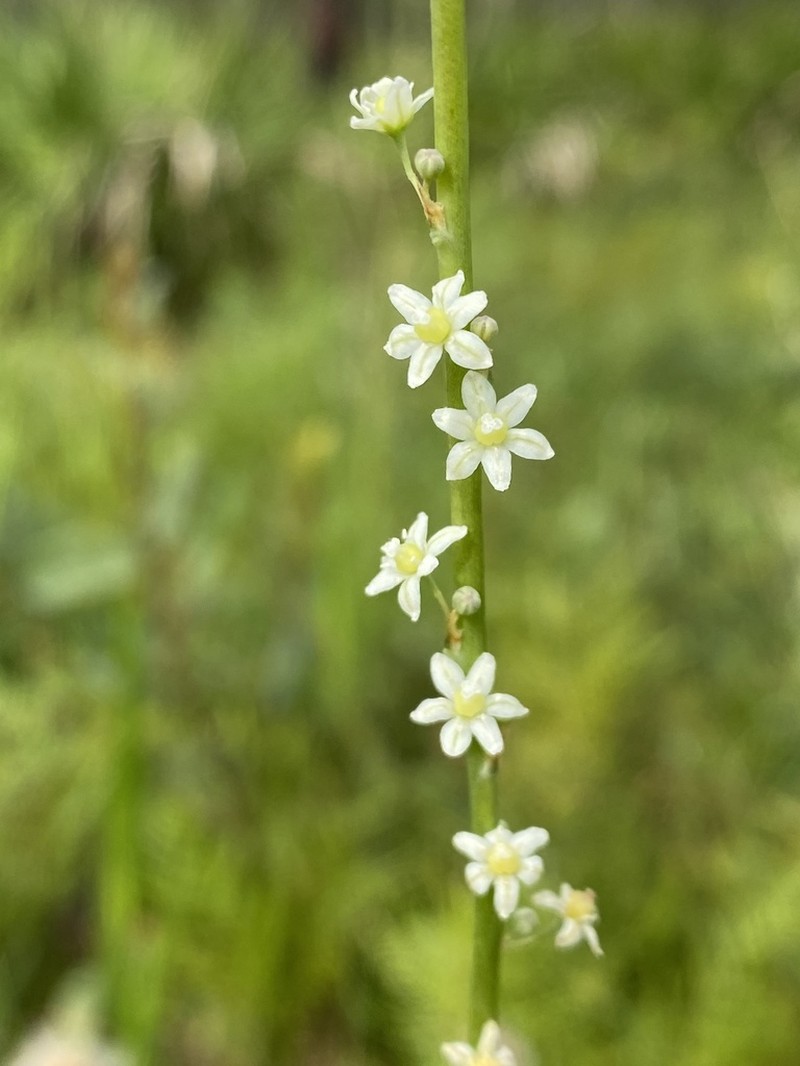 Florida Beargrass