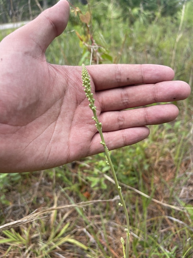 Florida Beargrass photo 2