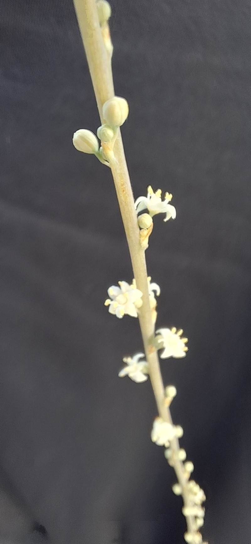 Florida Beargrass photo 3