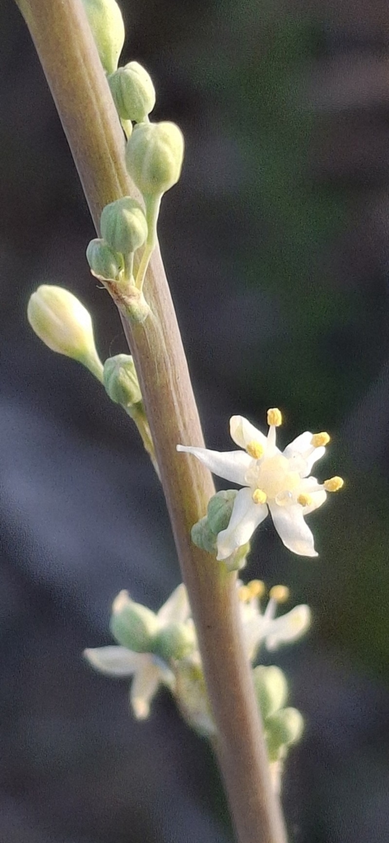 Florida Beargrass photo 4