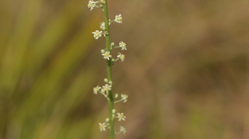 Florida Beargrass photo 5