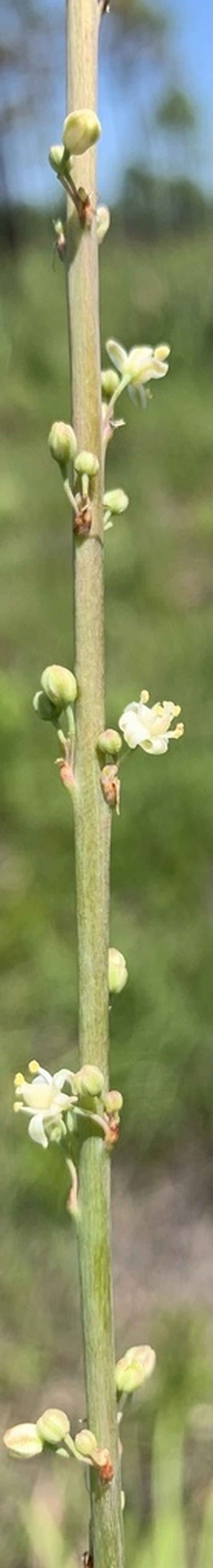 Florida Beargrass photo 6