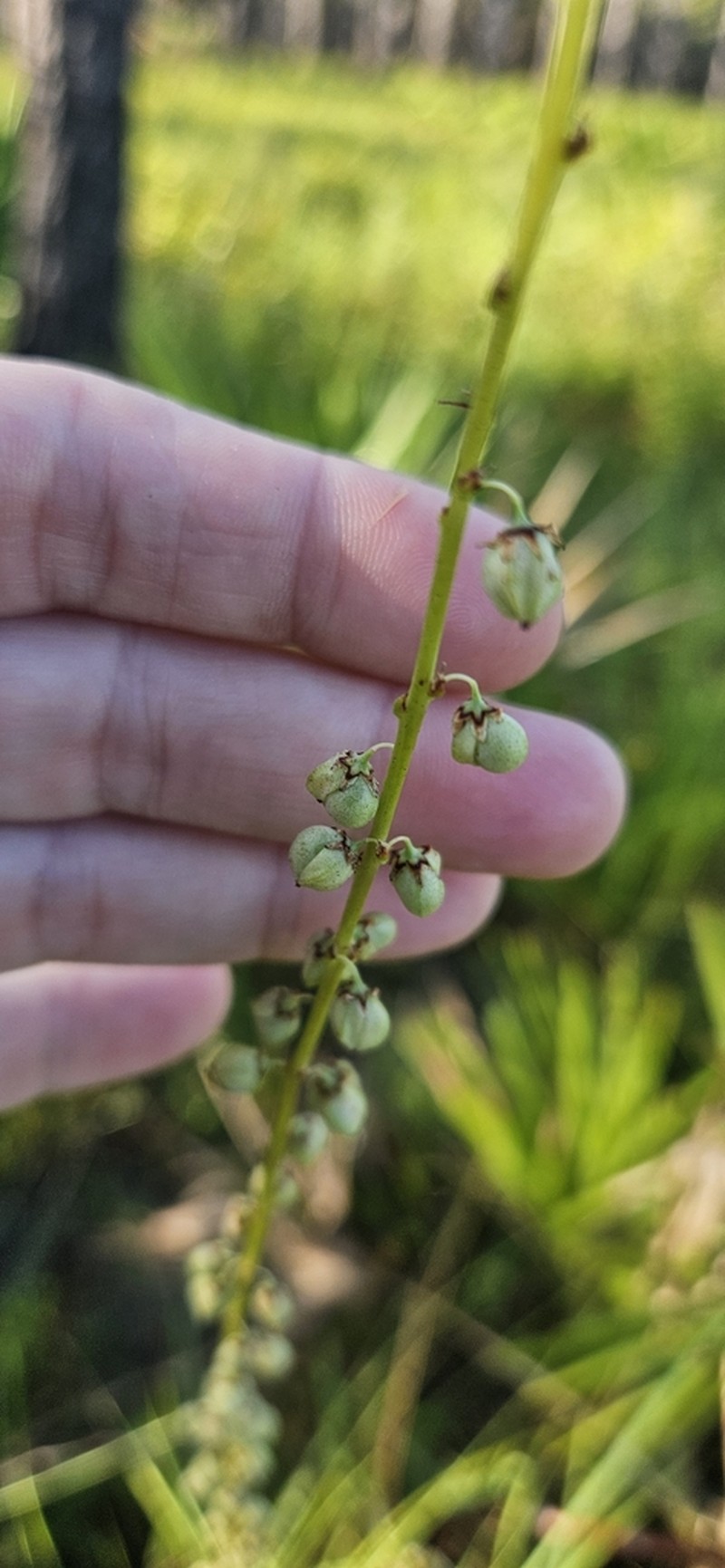 Florida Beargrass photo 7