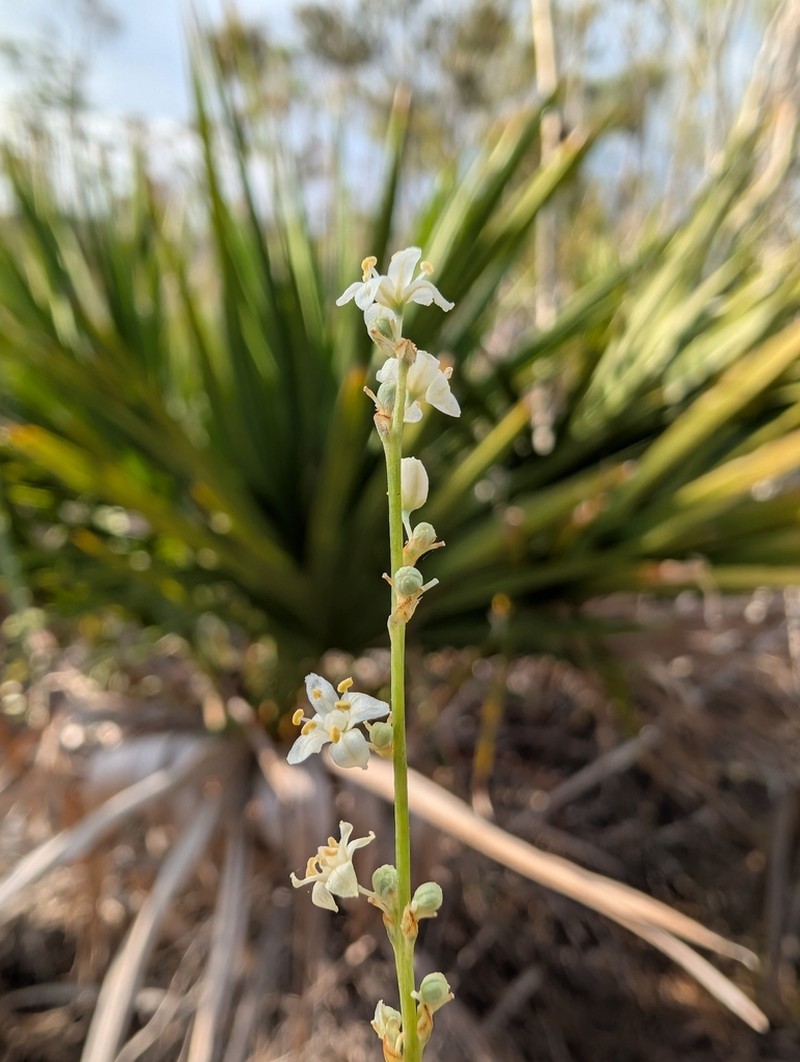 Florida Beargrass photo 8