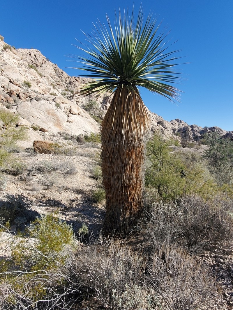 Bigelow's Nolina photo 4