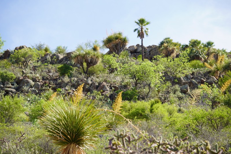 Nolina brandegeei photo 2