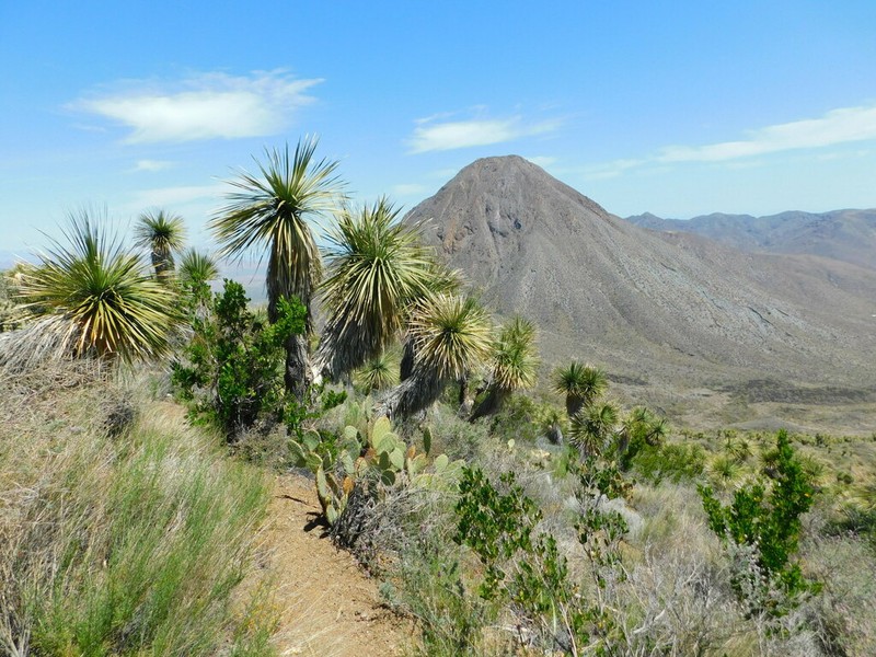 Nolina brandegeei photo 3
