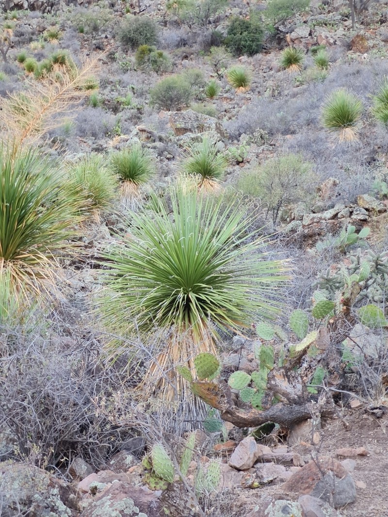 Nolina brandegeei photo 4