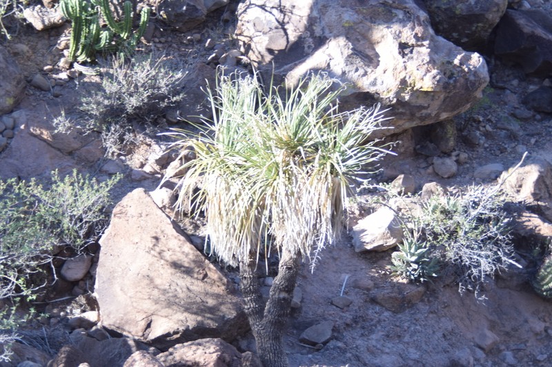 Nolina brandegeei photo 5