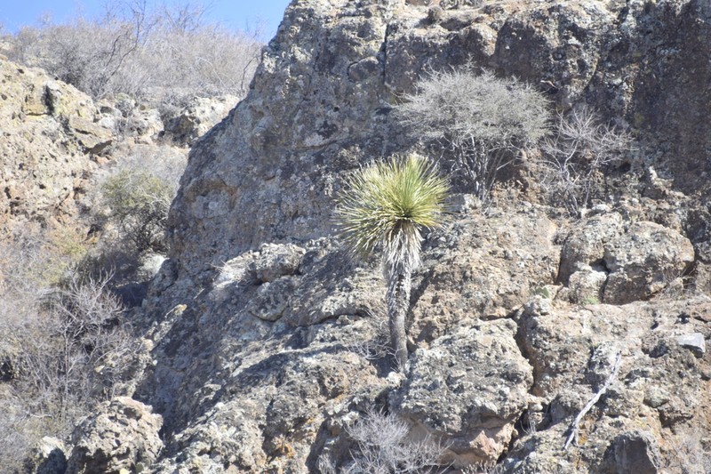 Nolina brandegeei photo 7