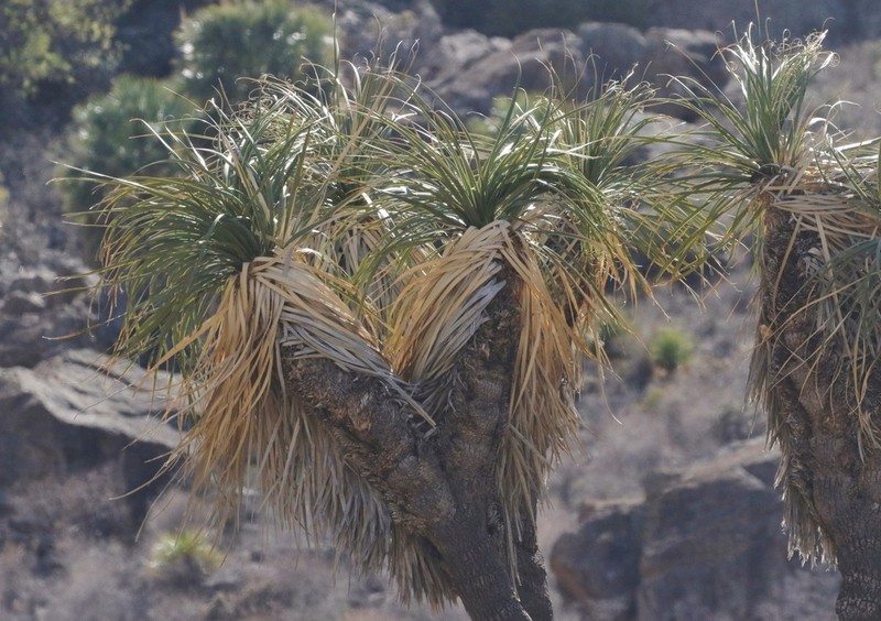 Nolina brandegeei photo 8