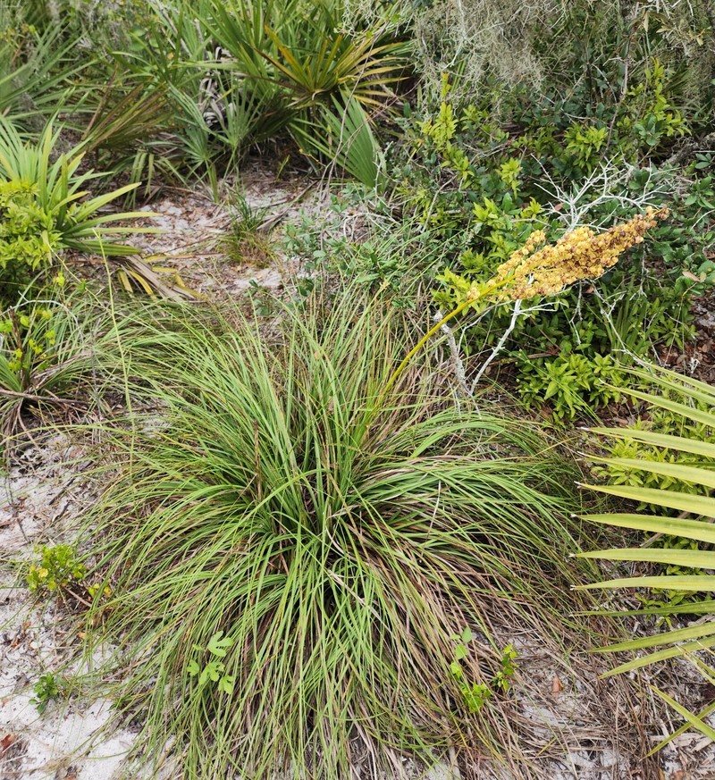 Britton's Beargrass