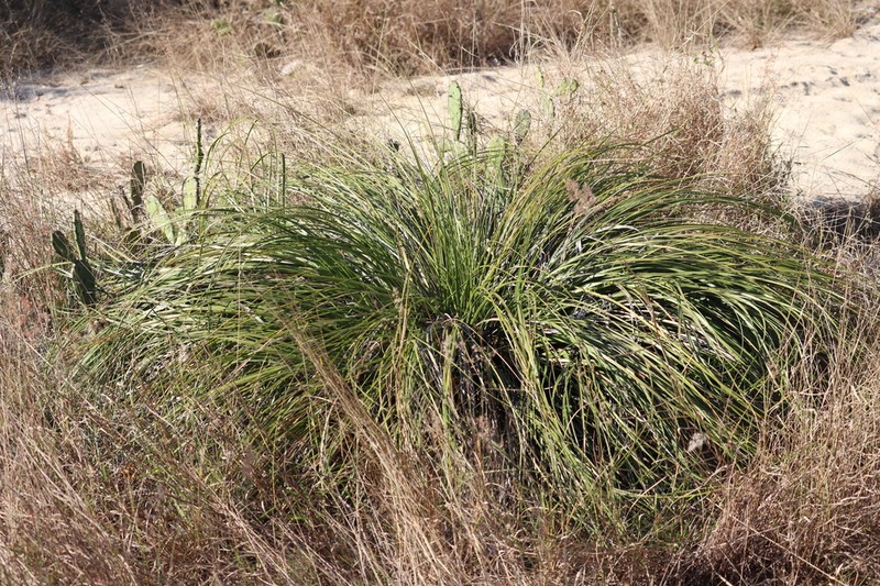 Britton's Beargrass photo 2