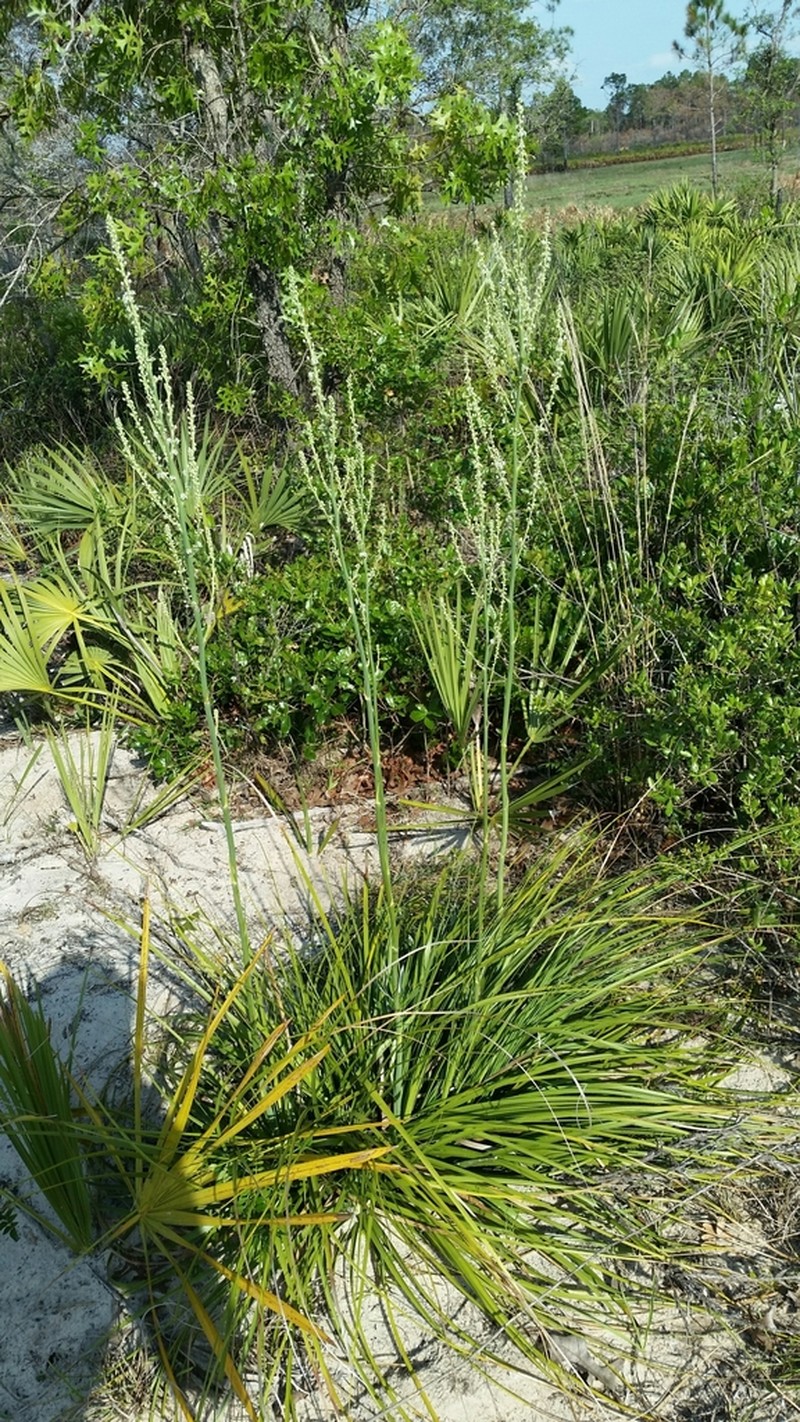 Britton's Beargrass photo 3