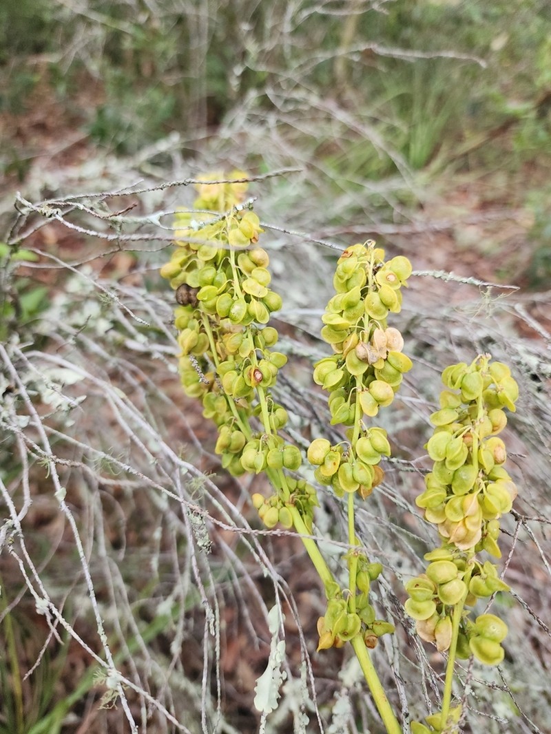 Britton's Beargrass photo 4